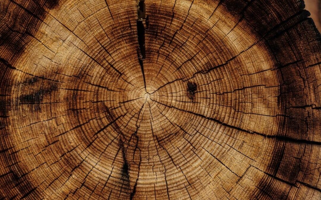 Pieniny - górski krajobraz w okolicy domku